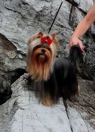  I LOVE YOU SREBRNE MARZENIE &mdash; Labaza DogPedigree YorkshireTerrier